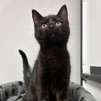 Joey -  Domestic Short Hair Cat for Adoption in Puslinch, Ontario - Joey | PetCurious