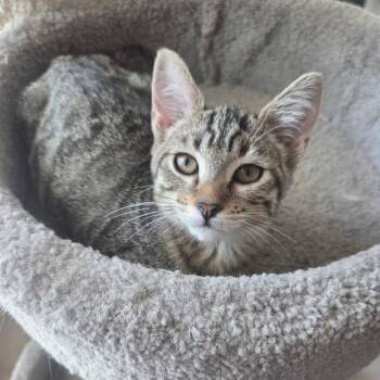 Olive B -  Tabby and Domestic Short Hair Cat for Adoption in Antioch, California - Olive B | PetCurious