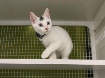 Pork Chop -  Domestic Short Hair Cat for Adoption in Gorham, Maine - Pork Chop | PetCurious