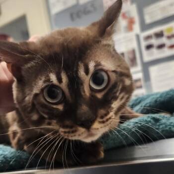 Tom -  Domestic Short Hair Cat for Adoption in Murray, Utah - Tom | PetCurious