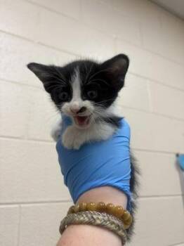 Lennon -  Domestic Short Hair Cat for Adoption in Westland, Michigan - Lennon | PetCurious