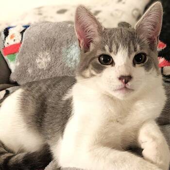Domestic Short Hair Cats Available for Adoption - Simon | PetCurious