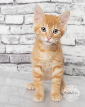Pappy -  Domestic Short Hair and Tabby Cat for Adoption in Tuscaloosa, Alabama - Pappy | PetCurious