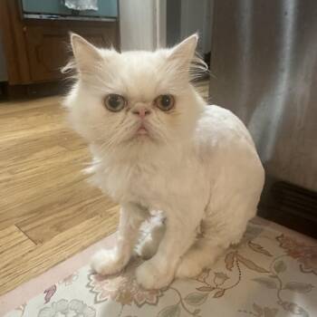 Soso -  Persian Cat for Adoption in Tampa, Florida - Soso | PetCurious