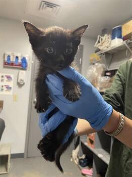 GOBLIN -  Domestic Medium Hair Cat for Adoption in Tallahassee, Florida - GOBLIN | PetCurious