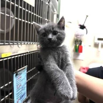 Garfunkel -  Domestic Short Hair Cat for Adoption in Pasadena, California - Garfunkel | PetCurious
