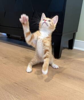 Lenny -  Domestic Short Hair Cat for Adoption in Rootstown, Ohio - Lenny | PetCurious