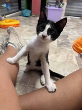Tiny Tim -  Domestic Short Hair Cat for Adoption in Williamsburg, New Mexico - Tiny Tim | PetCurious