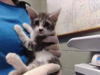 CANDACE -  Domestic Short Hair Cat for Adoption in Tulsa, Oklahoma - CANDACE | PetCurious