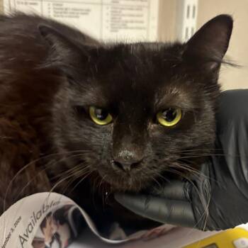 Shadow -  Domestic Short Hair Cat for Adoption in Yuma, Arizona - Shadow | PetCurious