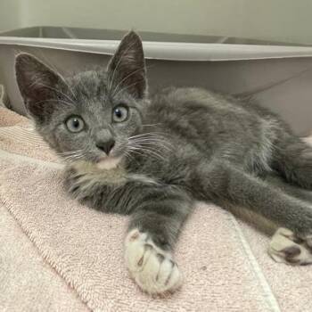 Niall -  Domestic Short Hair Cat for Adoption in Wheaton, Illinois - Niall | PetCurious