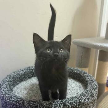 Rescue Domestic Short Hair Cats for Adoption in Brownsboro, Alabama - Shauna | PetCurious