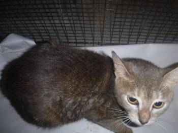 SUGAR -  Domestic Short Hair Cat for Adoption in Doral, Florida - SUGAR | PetCurious