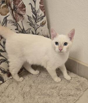 Casper -  Siamese Cat for Adoption in Fullerton, California - Casper | PetCurious