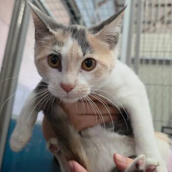 Domestic Short Hair Cats Available for Adoption - Holden Afart | PetCurious