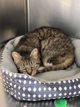 Domestic Short Hair Cats Available for Adoption - Chi-Chi | PetCurious