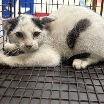 Avery -  Domestic Short Hair Cat for Adoption in Lufkin, Texas - Avery | PetCurious