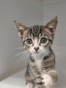 Canasta -  Domestic Short Hair Cat for Adoption in Roseville, California - Canasta | PetCurious