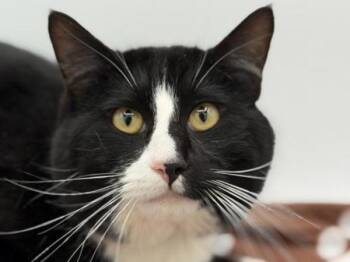 Domestic Short Hair Cats Available for Adoption in Portland, Oregon - Mittens | PetCurious