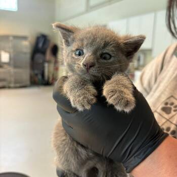 Will -  Domestic Short Hair Cat for Adoption in Huntington, West Virginia - Will | PetCurious