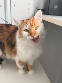 Nala -  Domestic Medium Hair Cat for Adoption in Hartford City, Indiana - Nala | PetCurious