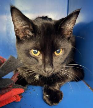 Rescue Domestic Short Hair Cats for Adoption in Sault Ste. Marie, Michigan - Orion | PetCurious