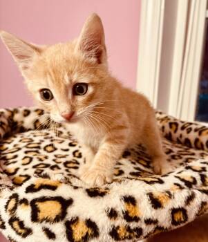 Red -  Manx and Domestic Short Hair Cat for Adoption in Buford, Georgia - Red | PetCurious