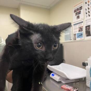 Perdida -  Domestic Medium Hair Cat for Adoption in Chicago, Illinois - Perdida | PetCurious
