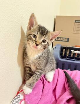 Domestic Short Hair Cats Available for Adoption - Cactus | PetCurious