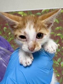 Domestic Short Hair Cats Available for Adoption in San Antonio, Texas - Shakespeare | PetCurious