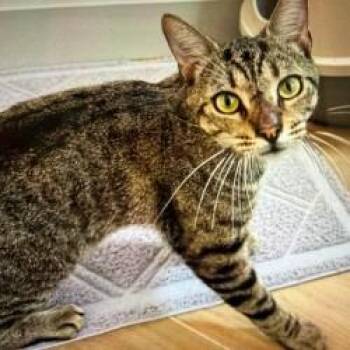 Domestic Short Hair Cats Available for Adoption in Boston, Massachusetts - Trundle | PetCurious