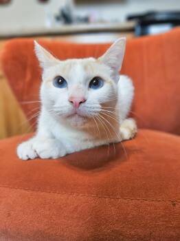 Siamese Cats Available for Adoption - Salmon | PetCurious
