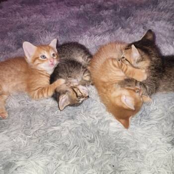 Rescue Domestic Short Hair Cats for Adoption in South Elgin, Illinois - Dunkin - Home To Home | PetCurious