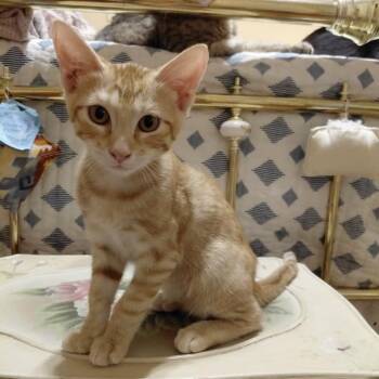 Cheddar -  Domestic Short Hair Cat for Adoption in Bentonville, Arkansas - Cheddar | PetCurious