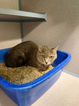 K.G. -  Domestic Short Hair Cat for Adoption in Aliquippa, Pennsylvania - K.G. | PetCurious