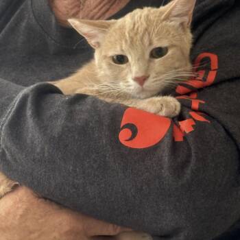 Honey Bee -  Tabby Cat for Adoption in Las Vegas, Nevada - Honey Bee | PetCurious