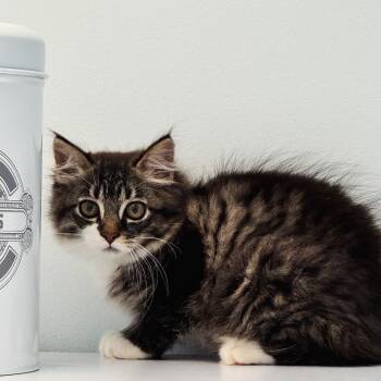 Swiper -  Domestic Long Hair Cat for Adoption in Syosset, New York - Swiper | PetCurious