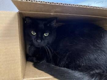 Piper -  Domestic Short Hair Cat for Adoption in Stratham, New Hampshire - Piper | PetCurious