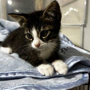 Thursday -  Domestic Short Hair Cat for Adoption in Tampa, Florida - Thursday | PetCurious