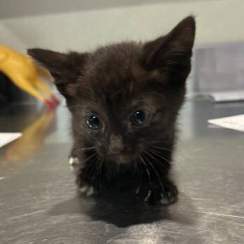 Scout* -  Domestic Short Hair Cat for Adoption in San Gabriel, California - Scout* | PetCurious