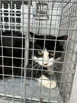 A138639 -  Domestic Long Hair Cat for Adoption in Palmetto, Florida - A138639 | PetCurious