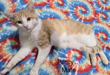 Percy -  Domestic Short Hair Cat for Adoption in Calais, Maine - Percy | PetCurious