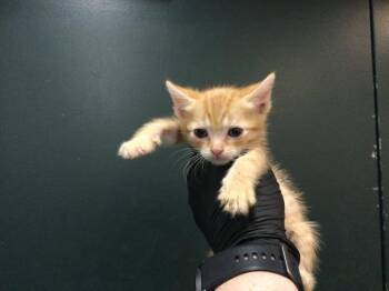 Domestic Short Hair Cats Available for Adoption in Thousand Palms, California - OMEGA | PetCurious