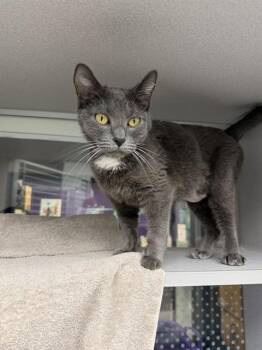 Domestic Short Hair Cats Available for Adoption in Omaha, Nebraska - ELLIE | PetCurious