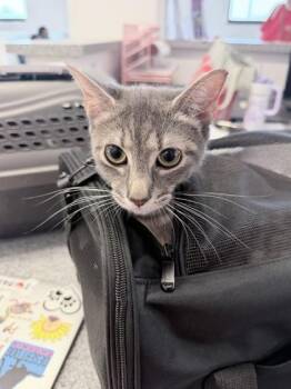 Ja Purrant -  Domestic Short Hair Cat for Adoption in West Chester, Pennsylvania - Ja Purrant | PetCurious
