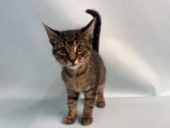 Cersei -  Domestic Short Hair Cat for Adoption in Minneapolis, Minnesota - Cersei | PetCurious