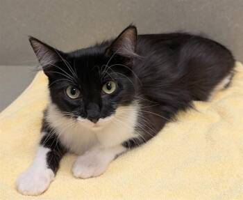 Domestic Medium Hair Cats Available for Adoption in Moreno Valley, California - A550463 | PetCurious
