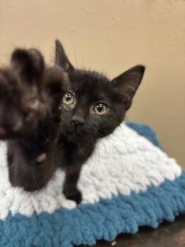 Rory -  Domestic Short Hair Cat for Adoption in Steamboat Springs, Colorado - Rory | PetCurious