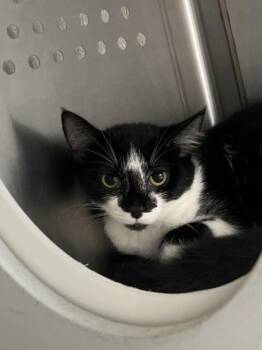 Sash -  Domestic Short Hair Cat for Adoption in Jackson, Michigan - Sash | PetCurious