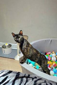 Zinnia -  Domestic Short Hair Cat for Adoption - Zinnia | PetCurious